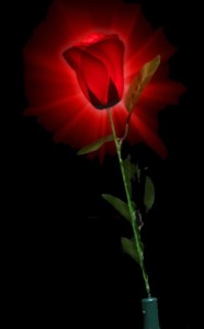 Single light-up rose